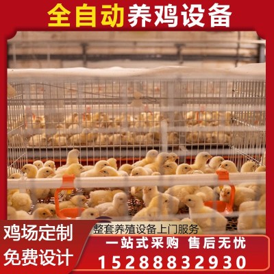 肉蛋雞籠公雞籠 育雛籠養(yǎng)雞 籠具蛋雞養(yǎng)殖設備 雞舍自動化設備