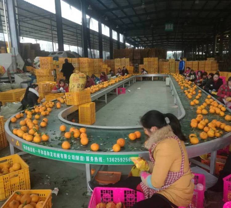 環(huán)形輸送機 流水線傳送帶分揀線 水果包裝挑選輸送帶 廠家供應