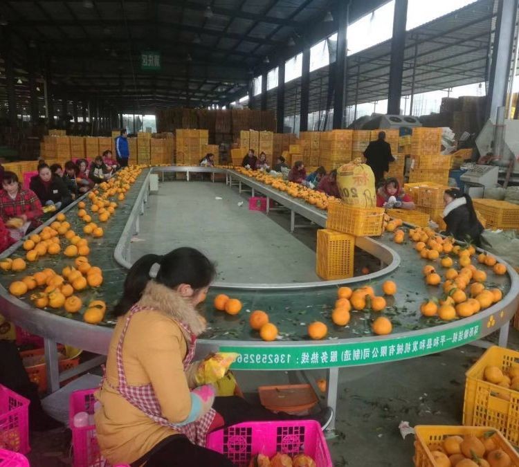不銹鋼環(huán)形傳送機 輸送機設備 食品飲料水果裝箱物流傳送 支持定制