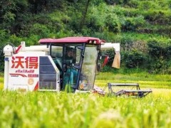 回眸“十四五” 展望“十五五”｜“農”墨重彩 繪就涼都沃野新畫卷